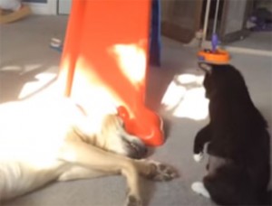 Naughty Cat Wrestles Sleeping Labrador!