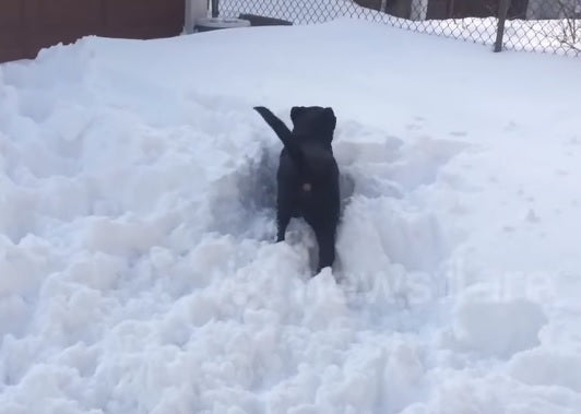 Poor Labrador Can’t Find Her Snow Ball In The Snow!