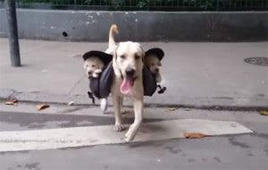 This Labrador Mother Carries Her Puppies In A Backpack!