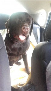 This Chocolate Labrador Just Can’t Keep His Eyes Open!