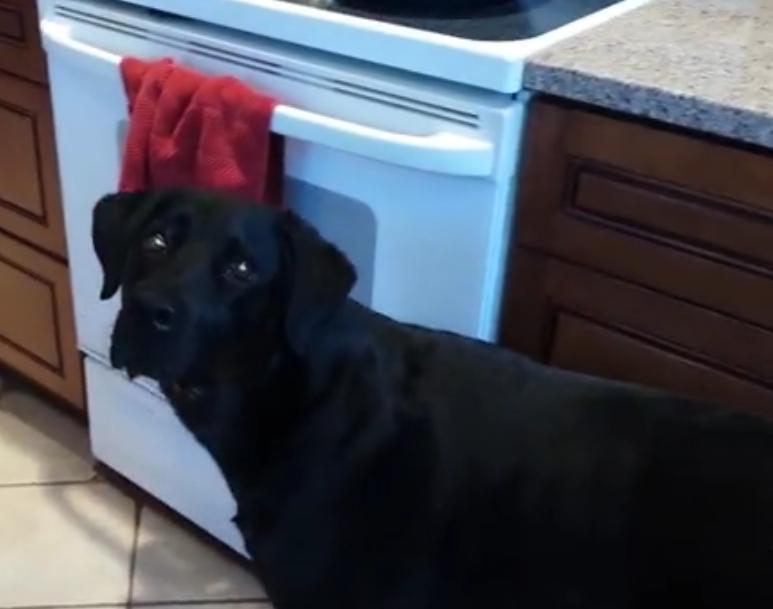 Watch How This Labrador Retriever Retrieves Raw Egg from Fridge!