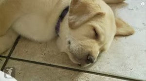 Cute Video: Adorable Labrador Puppy Nap Time!