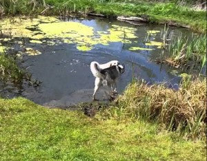 Labrador Retriever Has Fun Game Of Fetch At The Pond!