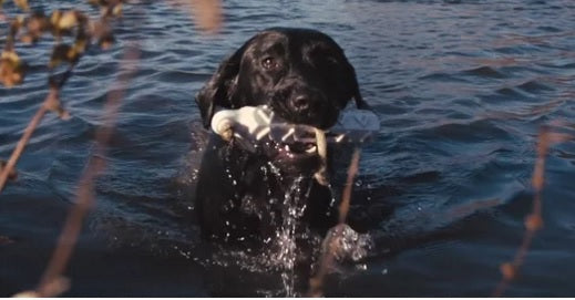 Great Video: Black Labrador Water Retrieves In Slow Motion!