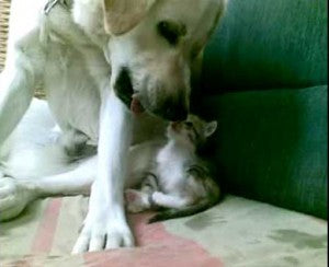 Awesome Labrador Retriever Adopts Tiny Kitten!