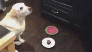 Patient Labrador Waits For Birthday Cupcake And Then Gobbles It Up In One Bite!