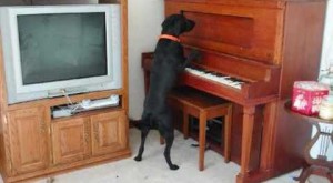 Video: Labrador Retriever Loves To Play The Piano!