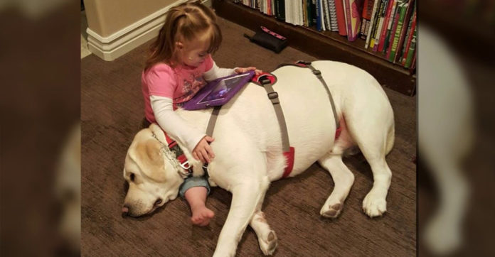 Diabetic Alert Labrador Retriever Sensed Little Girl Was In Trouble, From Miles Away!