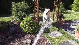 This Labrador Has Just Discovered Her New FAVORITE Game!