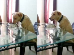 Labrador Mix With Perfect Table Manners Gets To Have Lunch At The Human’s Table!