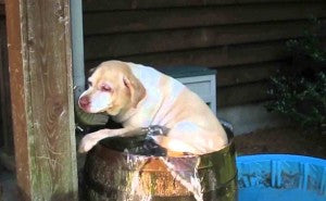 Silly Labrador Retriever Wiggles Her Way Into A Barrel For Some Water Fun!