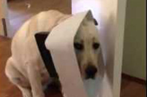 Embarrassed Labrador Retriever Is Stuck In Garbage Lid!