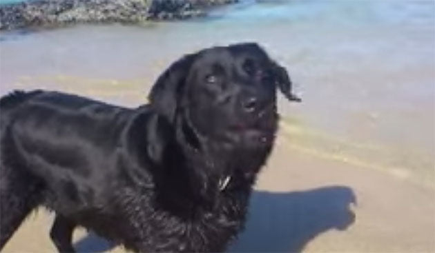 Video: Labrador Chases Seagulls On The Beach!