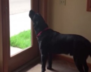 Silly Labrador Retriever Howls At The Ambulance Siren!