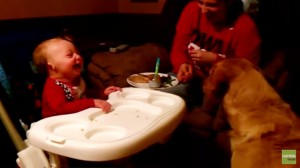 Little Baby Can’t Stop Giggling As Labrador Catches Green Beans In The Air!