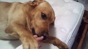 Lazy Labrador REFUSES To Get Out Of Mom’s Bed - Even For A Treat!