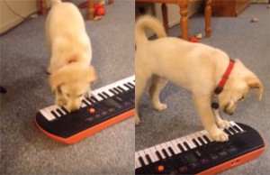 Video: Adorable Labrador Puppy Is A Musical Savant!