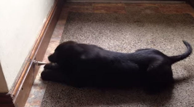 Video: Cute Black Labrador Puppy Takes On The Doorstop!