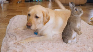 Lab Meets A Bunny And It's Clear Who's In CHARGE!