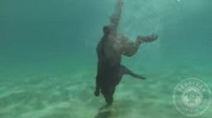Awesome Labrador Catches Lobsters!
