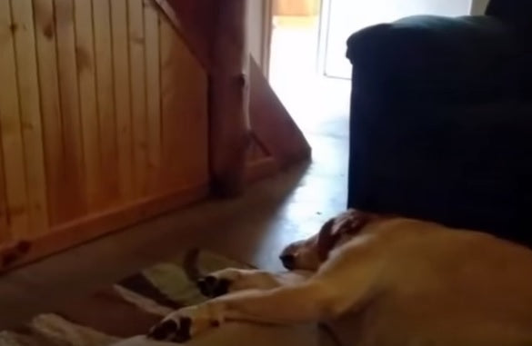 This Labrador Makes One Of The STRANGEST Snoring Noises You've Ever Heard!
