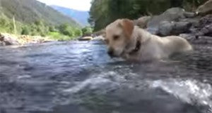 Video: Awesome Labrador Dog Retrieves Rock In Mountain River!