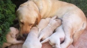 Six Chubby Lab/Golden Puppies Enjoy Their Dinner!