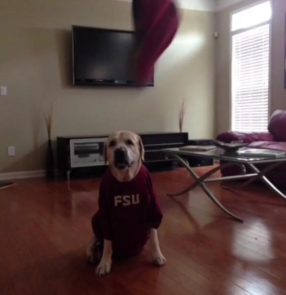 Watch How This Labrador Dresses Himself For The Game!