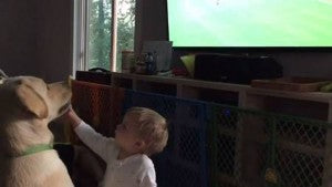 Labrador Refuses To Acknowledge Toddler While Watching Soccer!