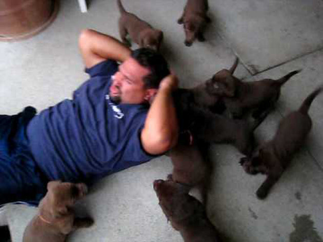 This Is The Cutest Labrador Retriever Puppies Attack Ever!