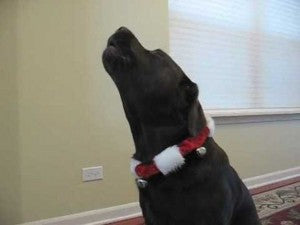 Labrador Howls Along To Twinkle Twinkle Little Star!