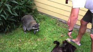 Video: Chocolate Labrador And Raccoon Are Best Friends!