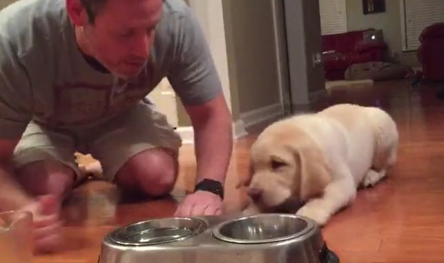 This Labrador Retriever Puppy Has Better Table Manners Than Most HUMANS These Days!