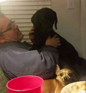Funny Labrador Puppy TALKS To His Human!