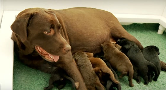 These Squirmy One-Week-Old Labrador Puppies Will MELT Your Heart!