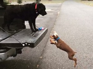 Doberman Puppy Tries To Copy Labrador But It’s An Epic Fail!