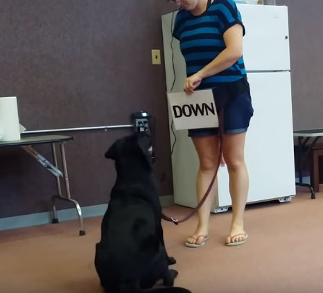 This Labrador Retriever Can Obey WRITTEN Commands!