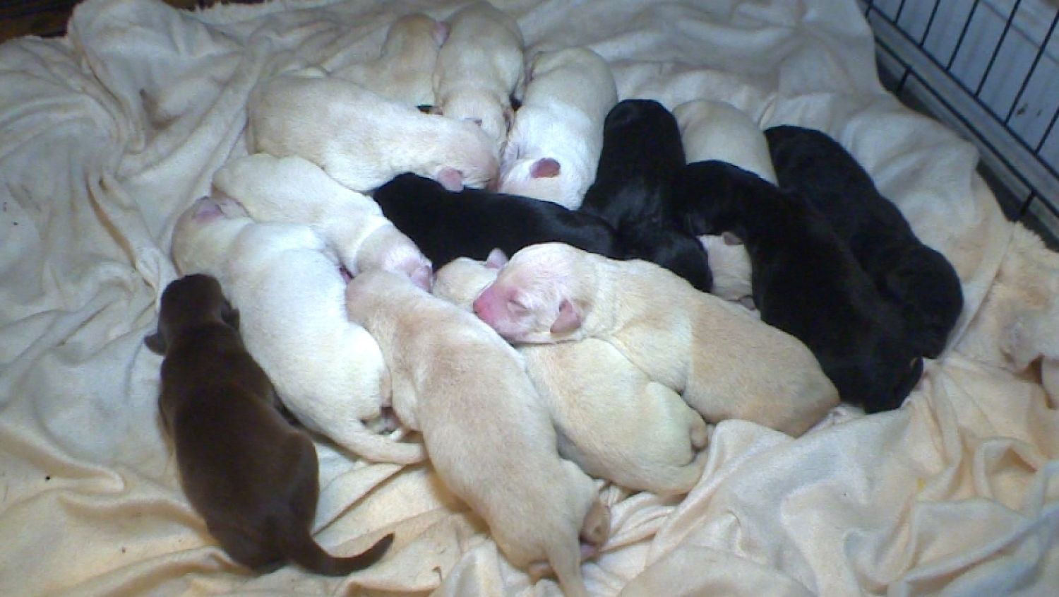Labrador Mom Gives Birth to A RecordBreaking 17 Puppies In One Litter(02)