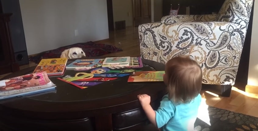 Sweet Labrador Plays Peek-A-Boo With A Little Girl!