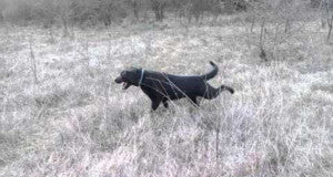 Happy Labrador Loves Rolling Around And Kicking Grass!