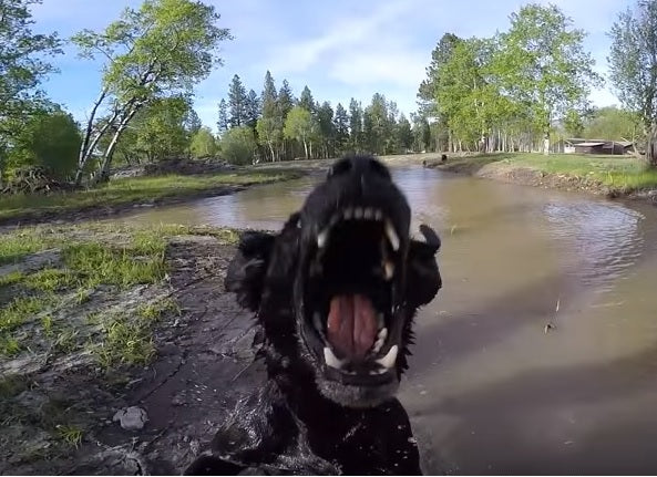 Video: Black Labrador Retriever Attacks Drone!