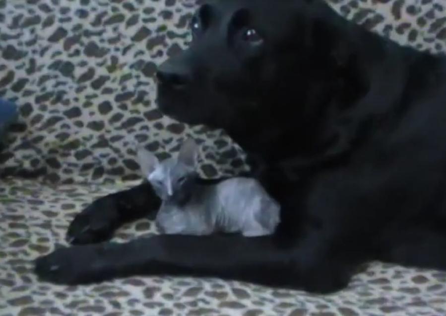 This Is So Sweet! Labrador Guards His Kitten Friend!