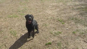 Video: Funny Labrador Won’t Give The Ball Back!