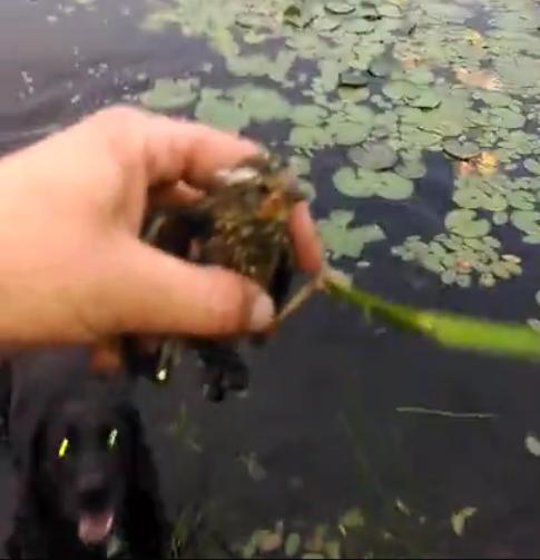 Labrador Retriever Saves A Baby Bird From The Lake!