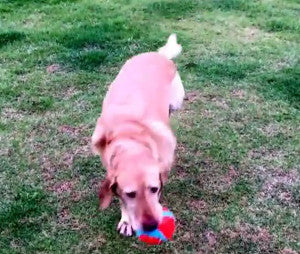 Three-legged Labrador Proves There Is Life After Amputation!
