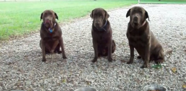 These Well-Mannered Chocolate Labs Wait Patiently While Their Human Says Doggy Grace!