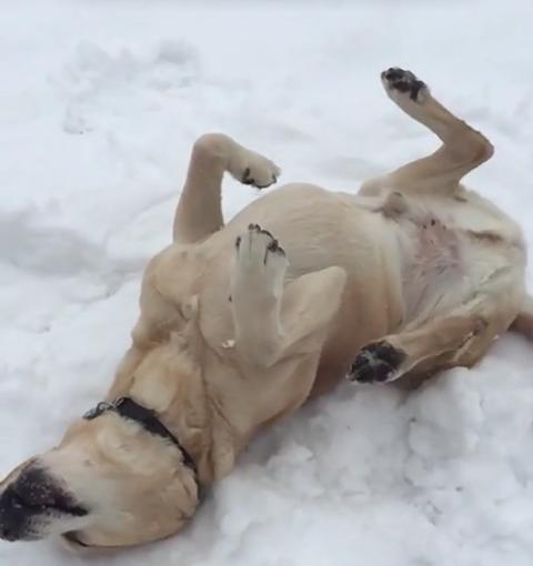 Labrador Retriever Enjoys The Snow In Slow Motion!