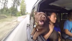 Labrador Retriever Puppy Enjoys The Wind Beneath Her Cheeks During A Car Ride!