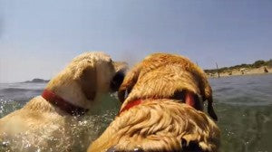 Two Beautiful Labradors And Their Friend Go Swimming Off Tuscan Beach!