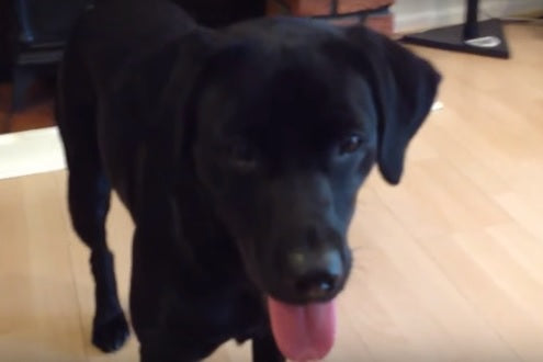 This Labrador Retriever Has Great Big Grin!